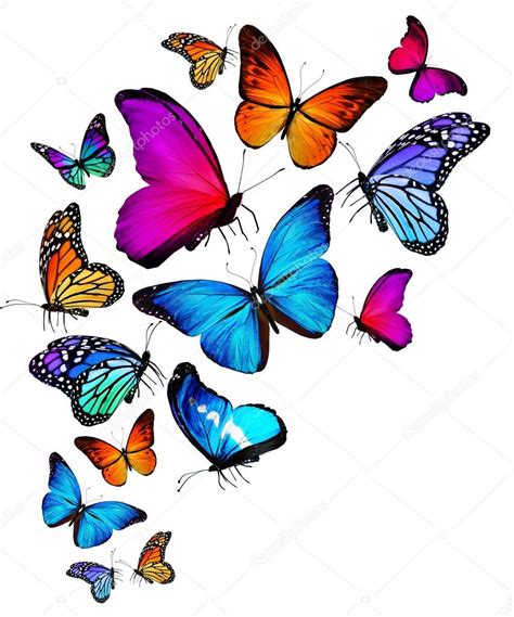 Butterflies: Flying Colors